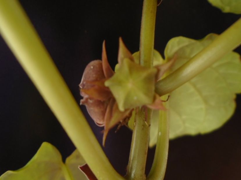 Matelea cyclophylla - Caudiciforme si bulbi 2019 bis