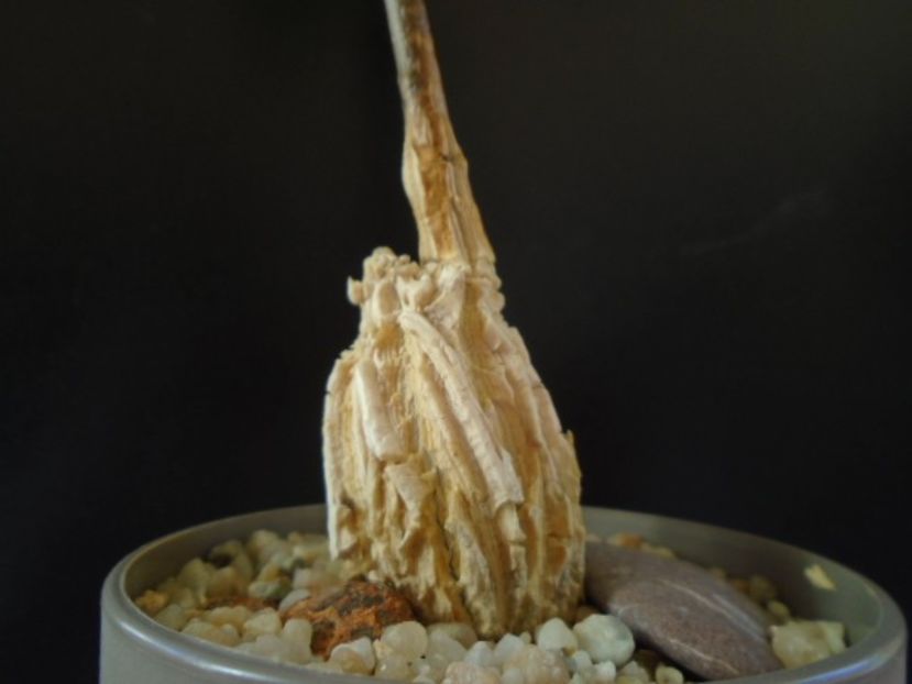 Matelea cyclophylla - Caudiciforme si bulbi 2019 bis