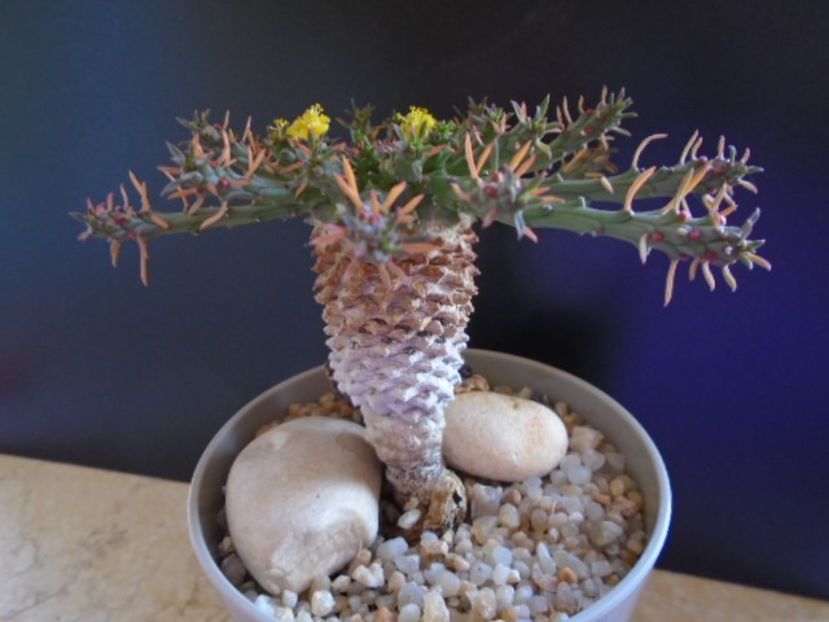 Euphorbia flanaganii - Caudiciforme si bulbi 2019 bis