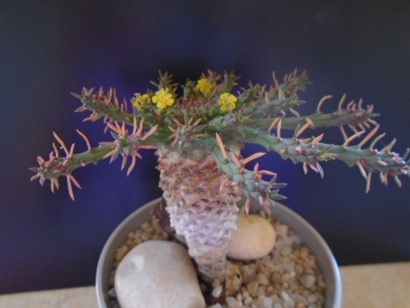 Euphorbia flanaganii - Caudiciforme si bulbi 2019 bis