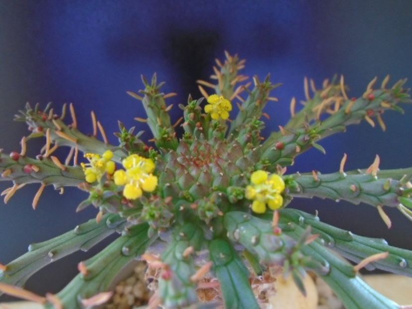 Euphorbia flanaganii - Caudiciforme si bulbi 2019 bis