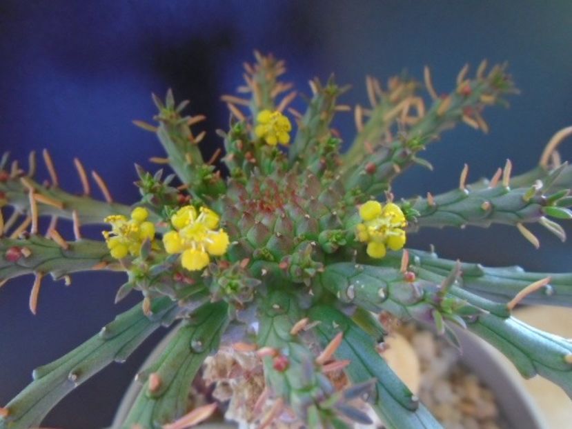 Euphorbia flanaganii - Caudiciforme si bulbi 2019 bis