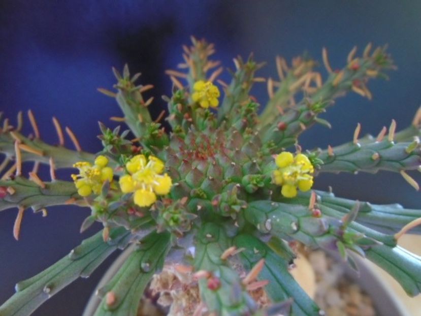 Euphorbia flanaganii - Caudiciforme si bulbi 2019 bis