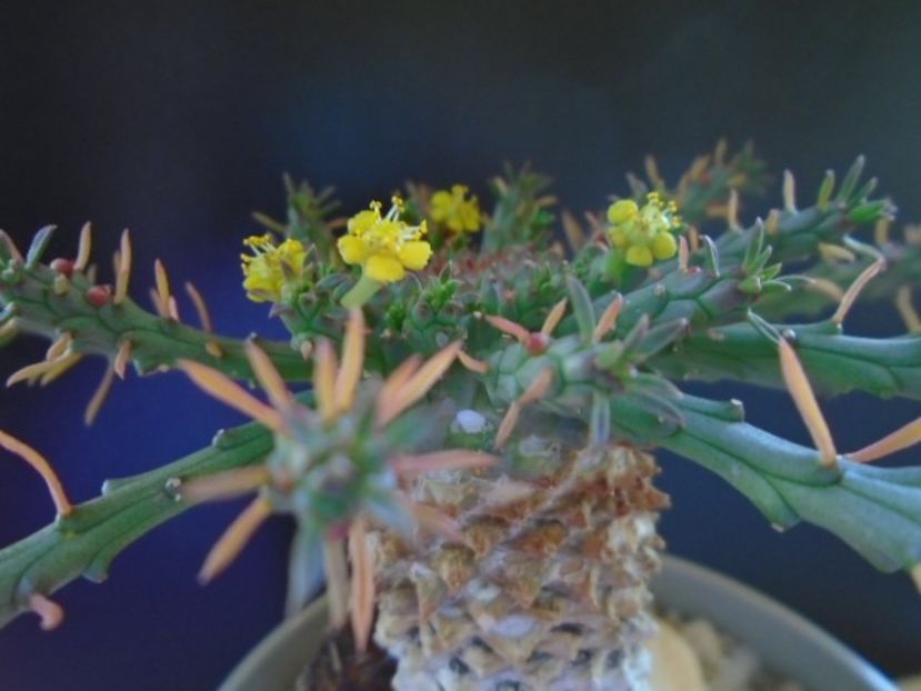 Euphorbia flanaganii - Caudiciforme si bulbi 2019 bis