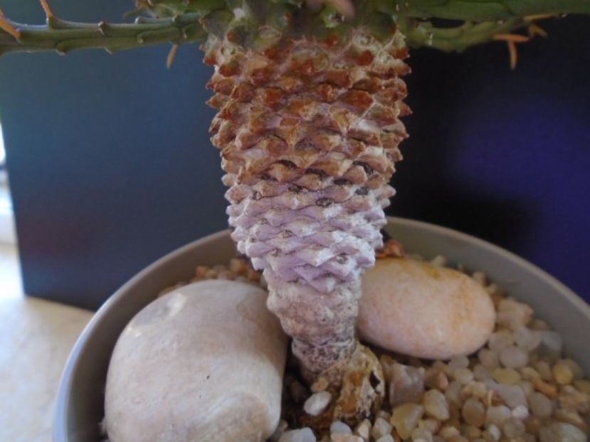 Euphorbia flanaganii - Caudiciforme si bulbi 2019 bis