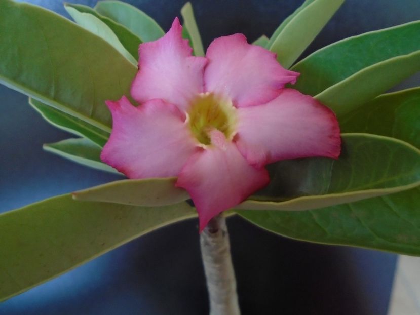 Adenium arabicum "Tiny Ding-dong" - Caudiciforme si bulbi 2019 bis