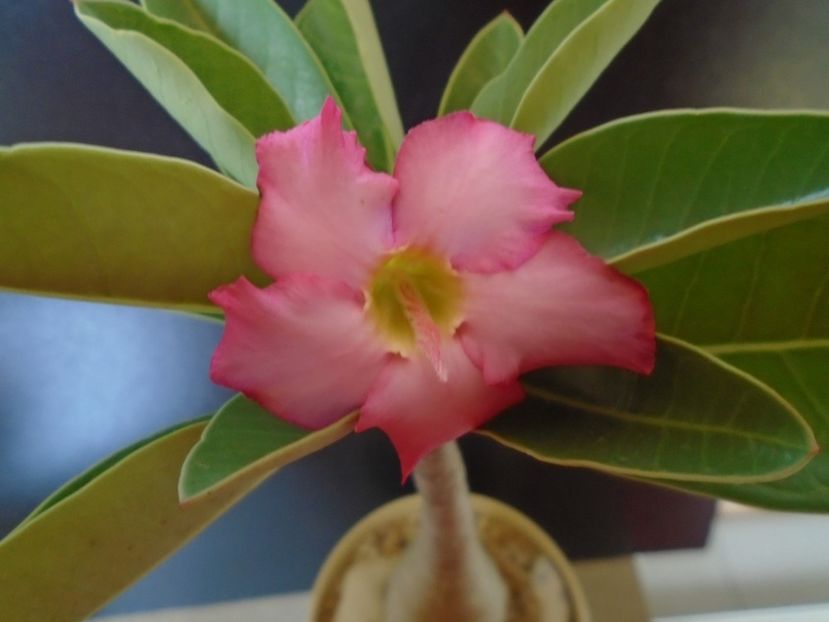 Adenium arabicum "Tiny Ding-dong" - Caudiciforme si bulbi 2019 bis