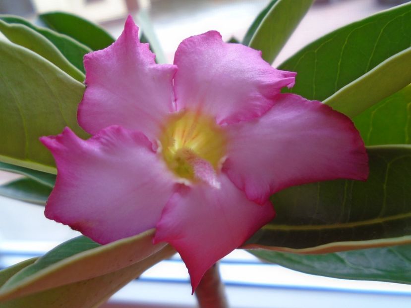 Adenium arabicum "Tiny Ding-dong" - Caudiciforme si bulbi 2019 bis