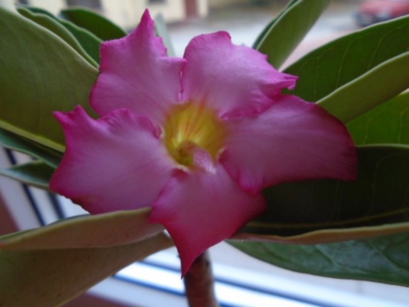 Adenium arabicum "Tiny Ding-dong" - Caudiciforme si bulbi 2019 bis