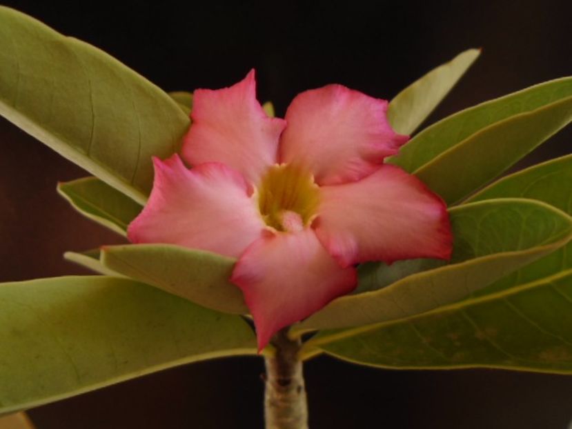 Adenium arabicum "Tiny Ding-dong" - Caudiciforme si bulbi 2019 bis