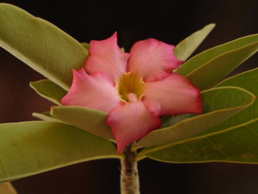 Adenium arabicum "Tiny Ding-dong" - Caudiciforme si bulbi 2019 bis