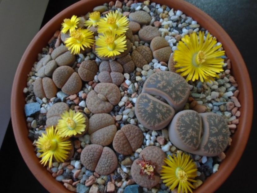 Lithops - Suculente 2019