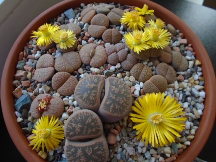 Lithops - Suculente 2019