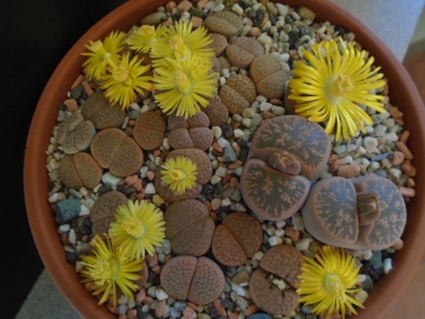 Lithops - Suculente 2019