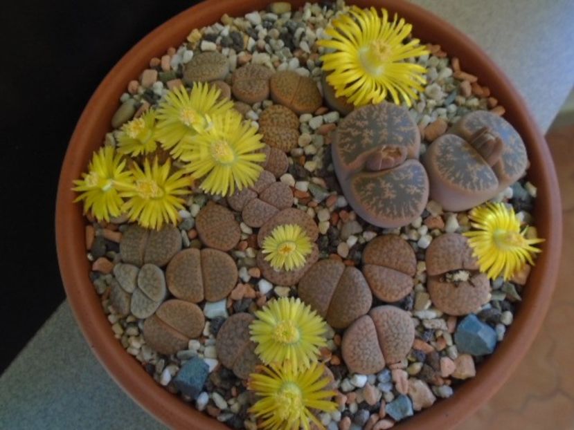 Lithops - Suculente 2019