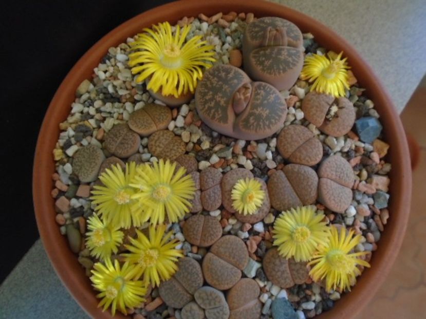 Lithops - Suculente 2019
