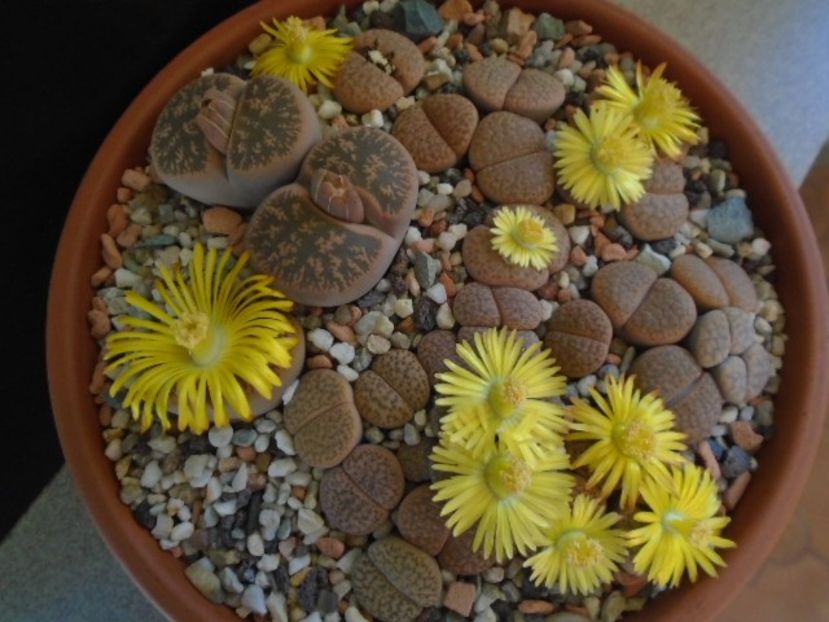 Lithops - Suculente 2019