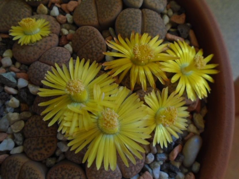 Lithops - Suculente 2019