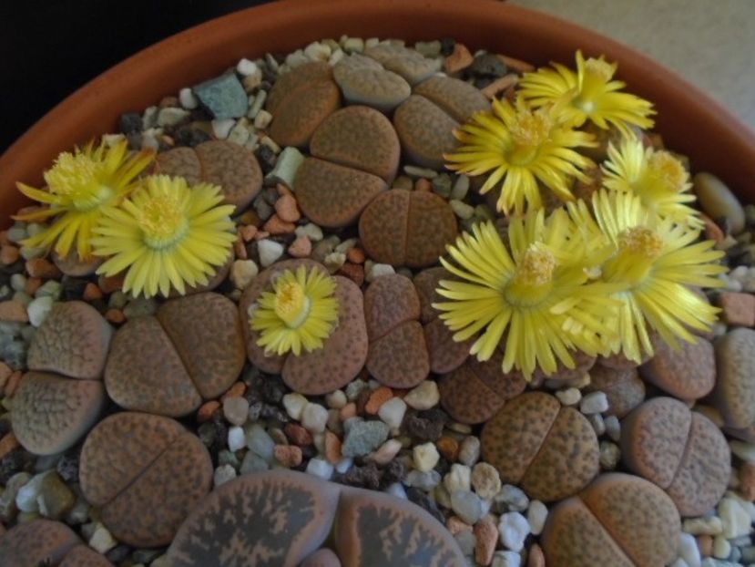 Lithops - Suculente 2019