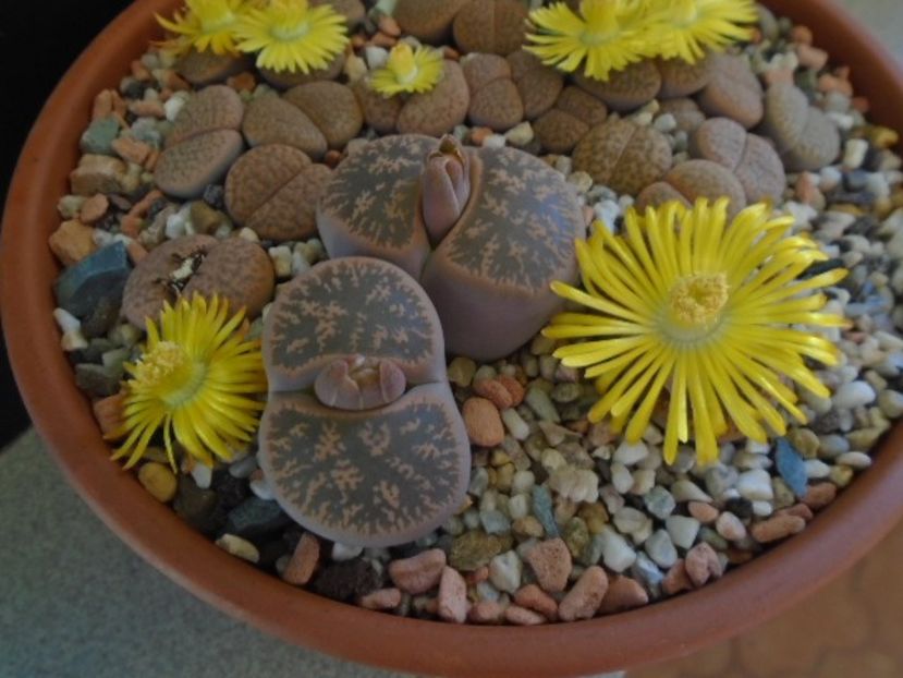 Lithops - Suculente 2019