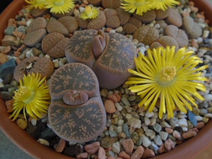 Lithops - Suculente 2019