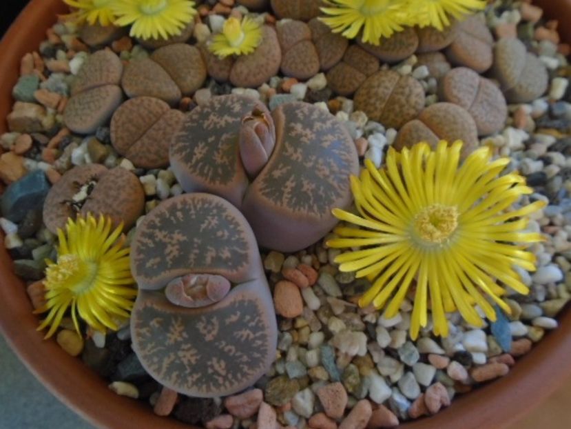 Lithops - Suculente 2019