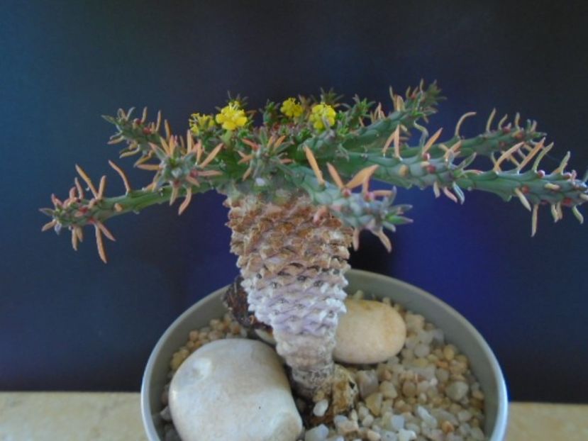 Euphorbia flanaganii - Suculente 2019
