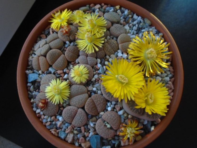 Lithops - Suculente 2019