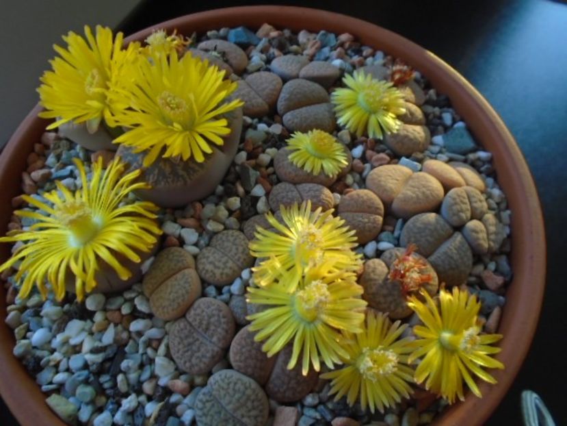 Lithops - Suculente 2019