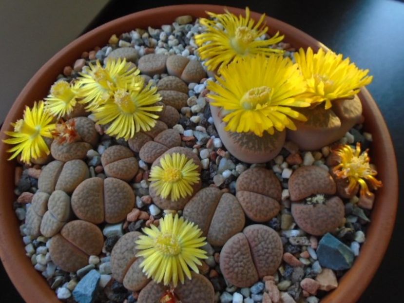 Lithops - Suculente 2019