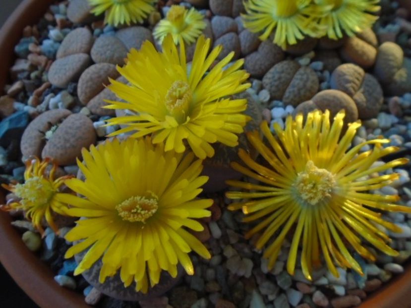 Lithops - Suculente 2019