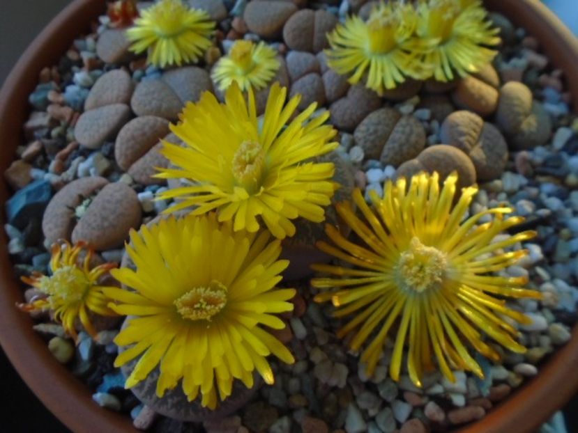 Lithops - Suculente 2019