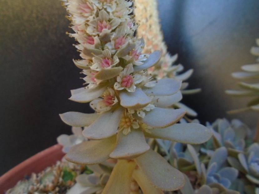 Orostachys iwarenge - Suculente 2019