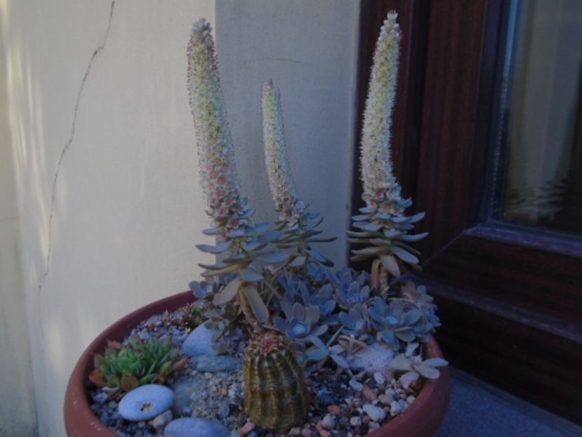 Orostachys iwarenge - Suculente 2019