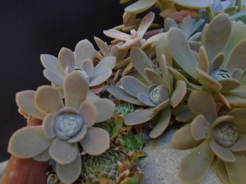 Orostachys iwarenge - Suculente 2019