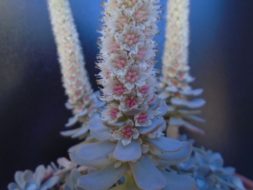 Orostachys iwarenge - Suculente 2019