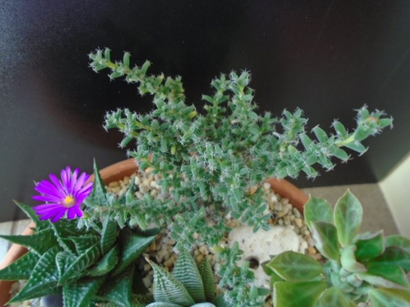 Trichodiadema bulbosum - Suculente 2019