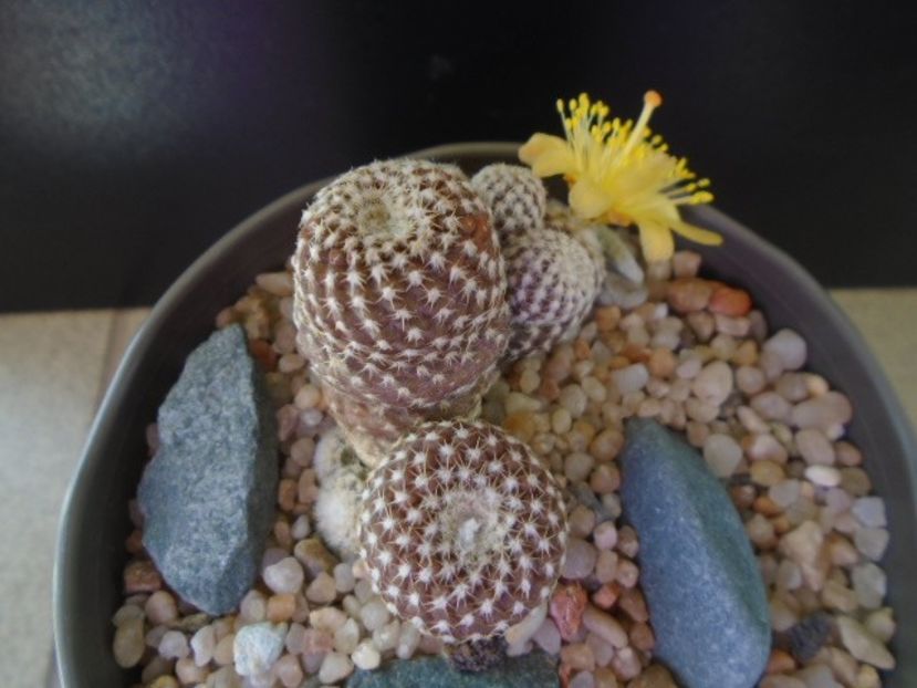 Copiapoa laui - Cactusi 2019 bis bis