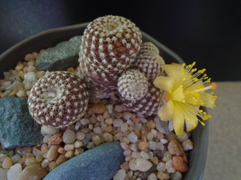 Copiapoa laui - Cactusi 2019 bis bis