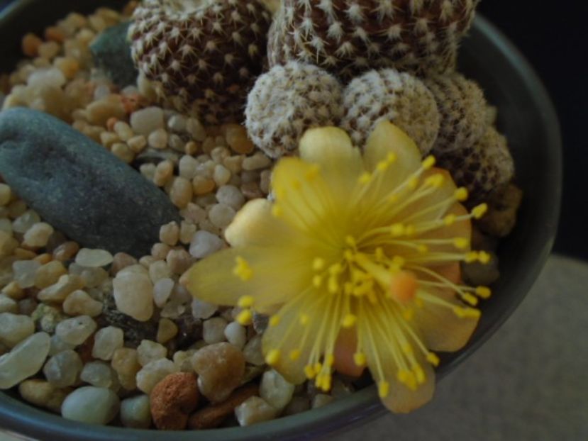 Copiapoa laui - Cactusi 2019 bis bis