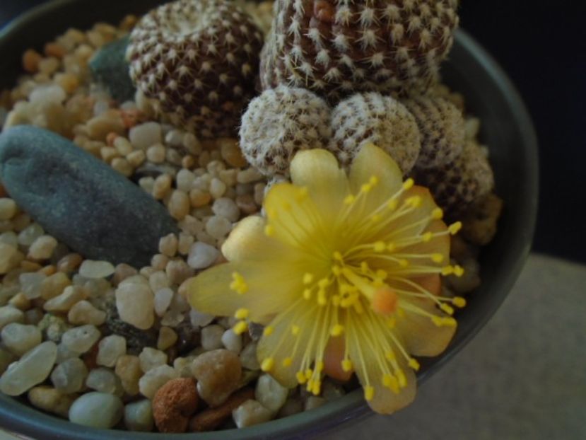 Copiapoa laui - Cactusi 2019 bis bis