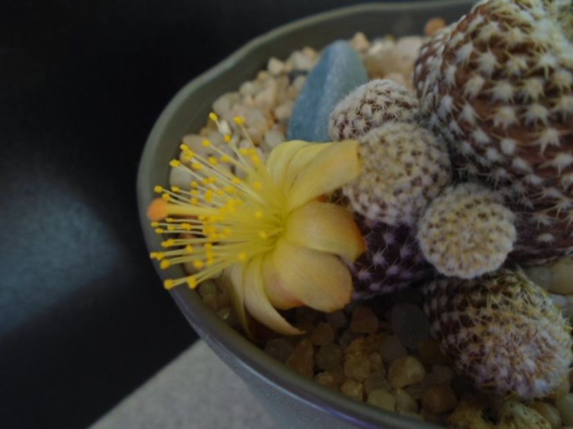 Copiapoa laui - Cactusi 2019 bis bis