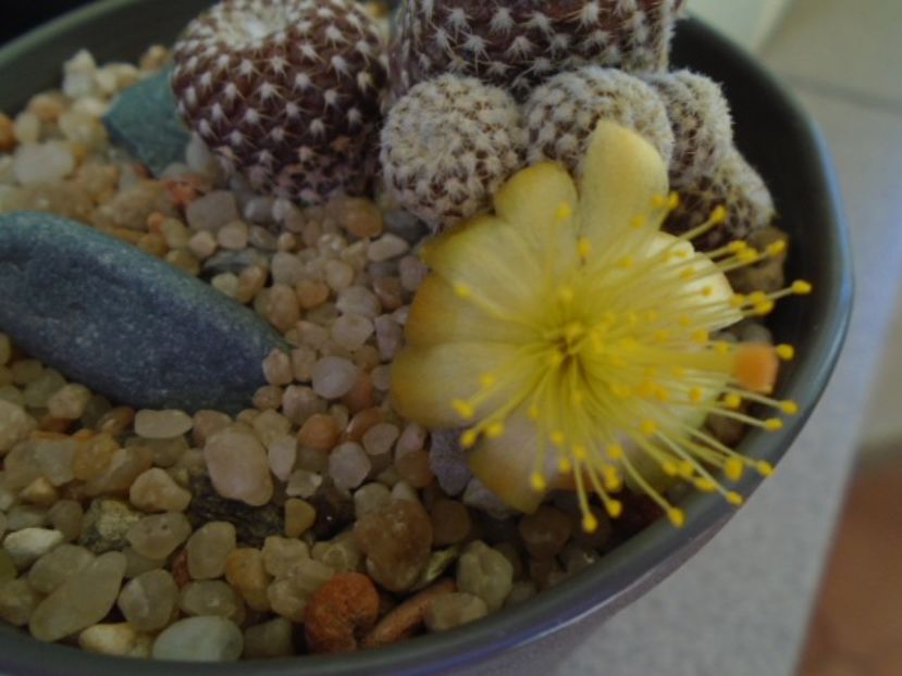 Copiapoa laui - Cactusi 2019 bis bis