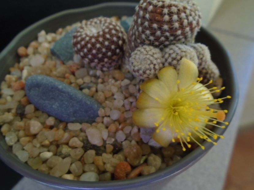 Copiapoa laui - Cactusi 2019 bis bis