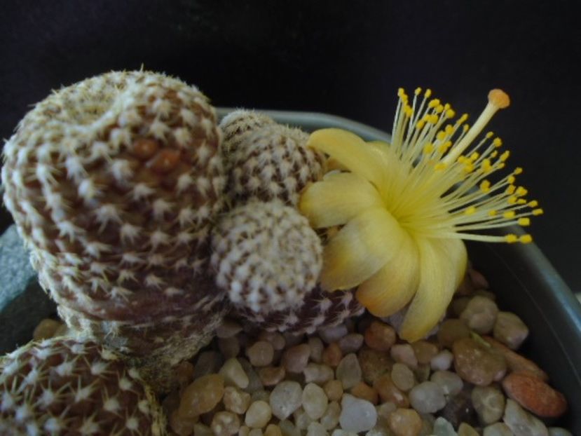 Copiapoa laui - Cactusi 2019 bis bis