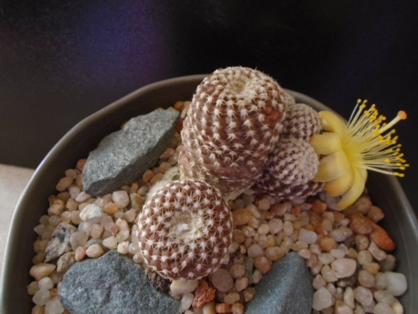 Copiapoa laui - Cactusi 2019 bis bis