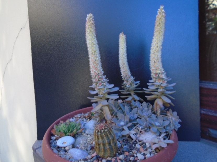 Orostachys iwarenge - Toamna 2018-2019