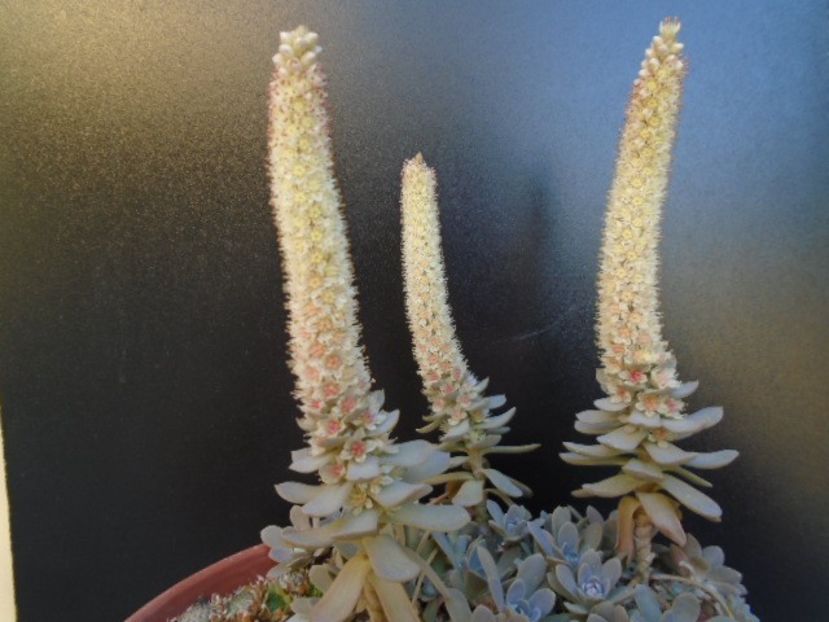 Orostachys iwarenge - Toamna 2018-2019