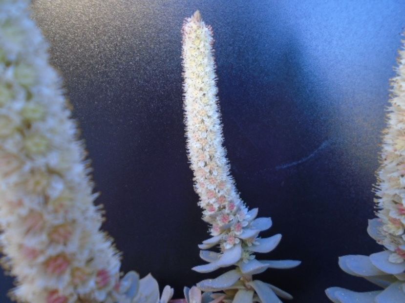 Orostachys iwarenge - Toamna 2018-2019