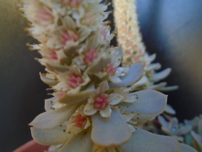 Orostachys iwarenge - Toamna 2018-2019